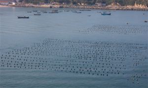 2020海水養(yǎng)殖行業(yè)全景調(diào)研及市場(chǎng)投資前景趨勢(shì)分析
