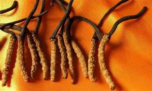 蟲草頭孢菌粉行業(yè)發(fā)展前景如何？2020中國(guó)蟲草頭孢菌粉行業(yè)供需分析