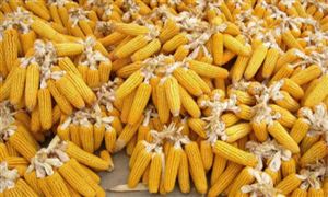 中國仍維持2020-21年玉米進(jìn)口量預(yù)測(cè)不變 未來中國玉米市場(chǎng)緊缺嗎