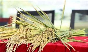 袁隆平團(tuán)隊(duì)海水稻開(kāi)始產(chǎn)業(yè)化推廣 鹽堿地改造整治目標(biāo)“億畝荒灘變良田”