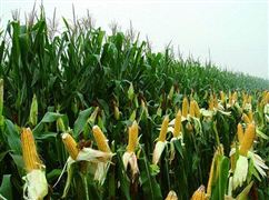 國產(chǎn)轉(zhuǎn)基因玉米大豆獲生物安全證書 2020年我國糧食生產(chǎn)增加產(chǎn)量113億斤