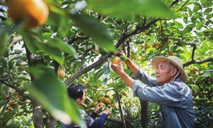 發(fā)展勢頭強勁 安徽家庭農(nóng)場數(shù)量保持全國第一