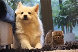 2020中國寵物經濟規(guī)模為2953億元 中國的寵物飼養(yǎng)量增長速度超10%