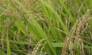 河南確保全省糧食種植面積不低于1.6億畝保證糧食供應(yīng)不脫銷、不斷供