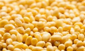 我國(guó)大豆供需緊張或致價(jià)格上漲 大豆加工行業(yè)前景分析