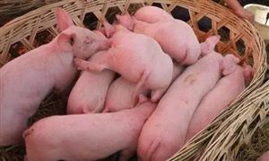 發(fā)改委:生豬價格出現(xiàn)明顯反彈 2021-2025年中國生豬養(yǎng)殖屠宰行業(yè)競爭分析及發(fā)展前景預(yù)測