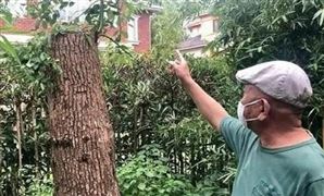 修自己的樹被罰14萬是什么情況？當(dāng)事人有話說 城市綠化建設(shè)行業(yè)管理現(xiàn)狀分析