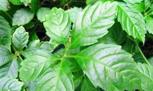 植物提取物行業(yè)狀況 植物提取物市場發(fā)展現(xiàn)狀調(diào)查 