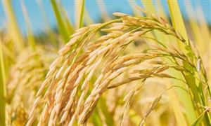 日本2020年度糧食自給率跌至37% 中國糧食倉儲行業(yè)全景調(diào)研