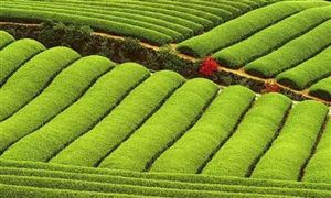 富硒農(nóng)產(chǎn)品行業(yè)現(xiàn)狀與前景分析 2021-2025年富硒農(nóng)產(chǎn)品行業(yè)利潤預測
