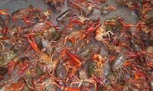 2021小龍蝦飼料市場(chǎng)現(xiàn)狀及前景分析 未來小龍蝦飼料行業(yè)需求預(yù)測(cè)