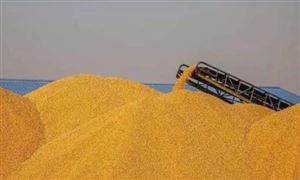 玉米每噸上漲400元 飼料原料價格大幅上漲 玉米供需缺口有多大？