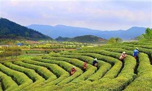 北京休閑農(nóng)業(yè)園突破千個(gè) 休閑農(nóng)業(yè)與鄉(xiāng)村旅游調(diào)研報(bào)告