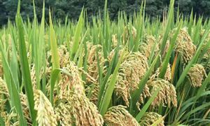 袁隆平爺爺您提出的目標(biāo)三亞已落實(shí) 雜交水稻雙季畝產(chǎn)達(dá)1586.86公斤