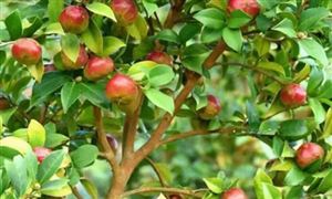 中國油茶行業(yè)現狀及發(fā)展前景分析