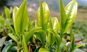 中國茶葉的種類有哪些? 中國茶葉行業(yè)概況