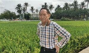 袁隆平臨終前才講退休 雜交稻谷畝產(chǎn)一般多少斤?