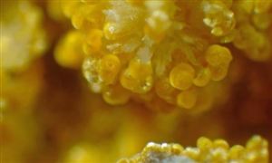 黃磷價(jià)格有望突破5000元/噸 黃磷行業(yè)發(fā)展現(xiàn)狀及前景分析