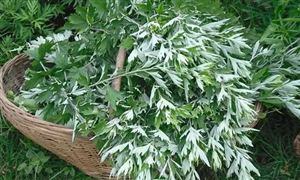 艾草種植前景分析 2022年艾草市場行情及現(xiàn)狀分析