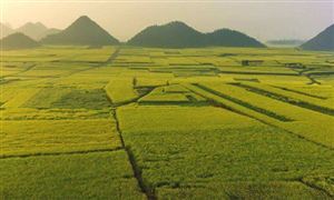 我國新建成高標(biāo)準(zhǔn)農(nóng)田1.05億畝 農(nóng)業(yè)種植產(chǎn)業(yè)深度調(diào)研