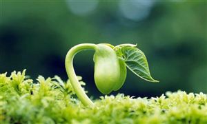 種子行業(yè)市場規(guī)模分析 種子行業(yè)發(fā)展趨勢預(yù)測