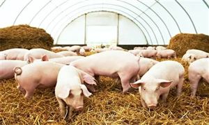 2022年豬飼料行業(yè)發(fā)展前景及市場(chǎng)規(guī)模分析報(bào)告