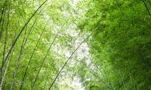 2022竹制品行業(yè)前景及現(xiàn)狀分析報告