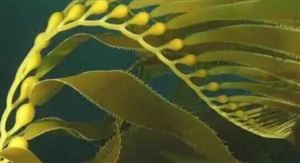 2022年海洋生物醫(yī)藥行業(yè)現(xiàn)狀及發(fā)展前景分析