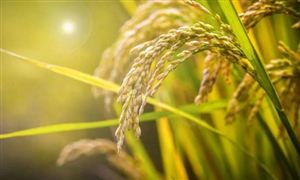 2022年農(nóng)村信息化行業(yè)現(xiàn)狀及發(fā)展趨勢(shì)分析