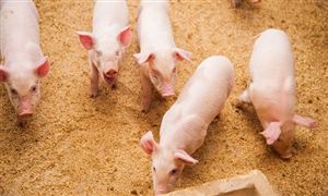 2022年牲豬飼料行業(yè)發(fā)展趨勢(shì)及市場(chǎng)需求分析