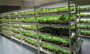 生物育種行業(yè)市場規(guī)模多大 生物育種行業(yè)市場前景分析