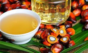 食用棕櫚油市場(chǎng)現(xiàn)狀  2022食用棕櫚油市場(chǎng)投資前景與供需格局分析