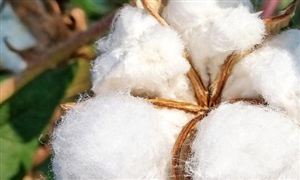 預計今年棉花產(chǎn)量將達到575.07萬噸 市場整體走勢強勁