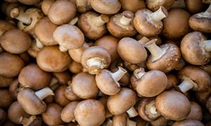2022中國食用菌行業(yè)市場調(diào)研報告 市場前景一片廣闊