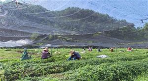 云南中藥種植產(chǎn)業(yè)連續(xù)5年居全國第一 中藥材種植行業(yè)國家有什么扶持政策?