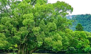廣西林木行業(yè)市場發(fā)展環(huán)境與投資趨勢分析