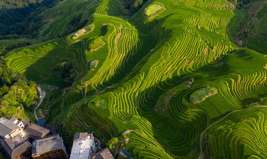 中國特色農(nóng)業(yè)旅游行業(yè)消費(fèi)現(xiàn)狀 特色農(nóng)業(yè)旅游行業(yè)發(fā)展趨勢(shì)預(yù)測(cè)