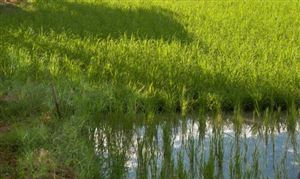 2023智慧養(yǎng)殖行業(yè)發(fā)展趨勢預(yù)測 預(yù)計(jì)市場規(guī)模將達(dá)477億元