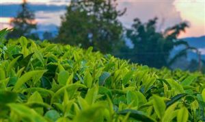香 全國最大 這一茶葉市場開市 2023茶葉行業(yè)市場全面分析報告