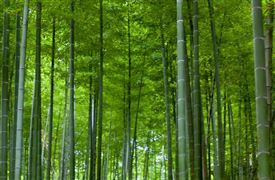 碳中和“1+N”政策體系設(shè)計 碳中和產(chǎn)業(yè)調(diào)研與投資機(jī)會分析