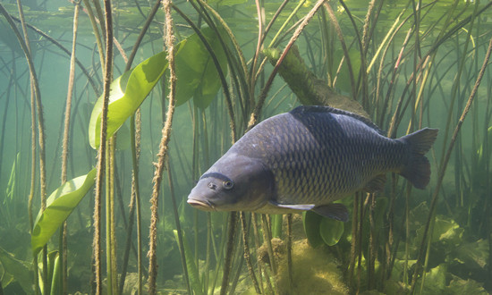 我國(guó)淡水魚類約有800余種 養(yǎng)殖淡水魚行業(yè)市場(chǎng)趨勢(shì)