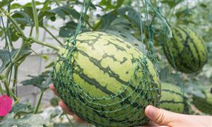 西瓜種植行業(yè)現(xiàn)狀趨勢及未來發(fā)展態(tài)勢分析