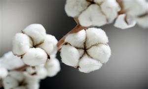 棉花背后的創(chuàng)新金融樣本 棉花行業(yè)市場(chǎng)深度分析2023