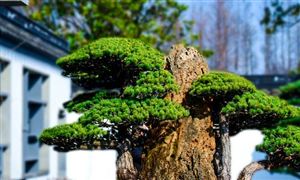 2023年盆景行業(yè)市場(chǎng)發(fā)展現(xiàn)狀分析