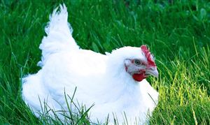 中國肉雞養(yǎng)殖行業(yè)競爭預測 肉雞養(yǎng)殖行業(yè)發(fā)展趨勢分析