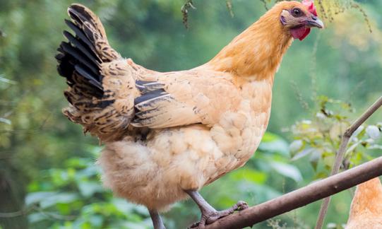 2023年家禽飼養(yǎng)行業(yè)發(fā)展現(xiàn)狀分析：行業(yè)產(chǎn)業(yè)結(jié)構(gòu)升級(jí) 粗放式散戶(hù)將淘汰出局