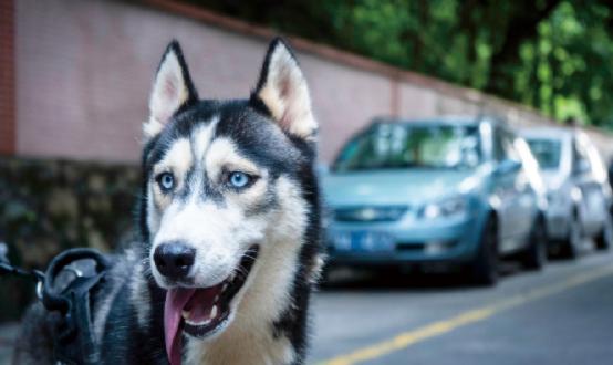 2023年狂犬疫苗行業(yè)市場(chǎng)深度調(diào)研 兩部門印發(fā)狂犬病暴露預(yù)防處置工作規(guī)范