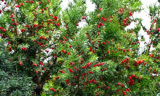 紅豆杉行業(yè)市場如何?紅豆杉市場深度全景調研報告2023