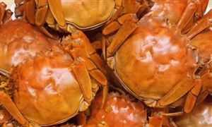 今年第一簍上岸 陽澄湖大閘蟹節(jié)前陸續(xù)上市 消費(fèi)需求旺盛