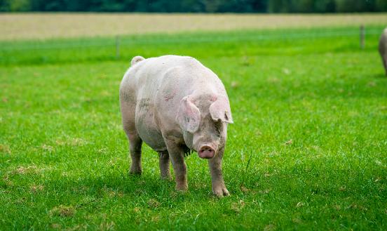 生物飼料行業(yè)報告 生物飼料產(chǎn)業(yè)發(fā)展深度調(diào)研